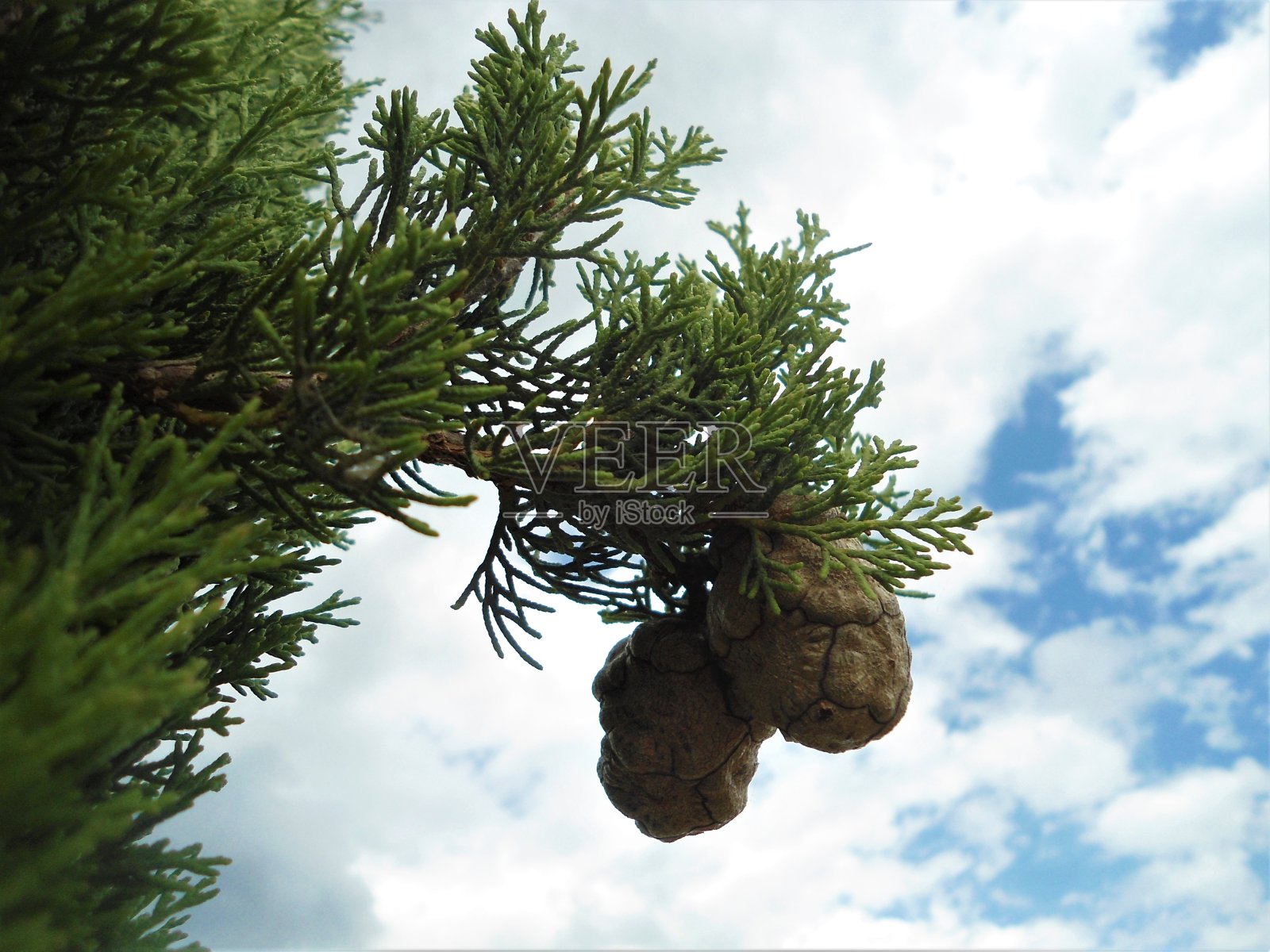 齐普森扎芬照片摄影图片