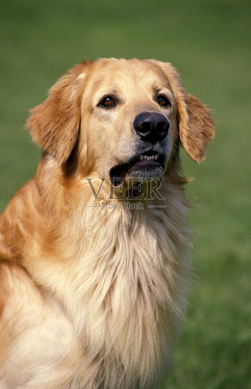 豪瓦特狗,男性肖像照片摄影图片