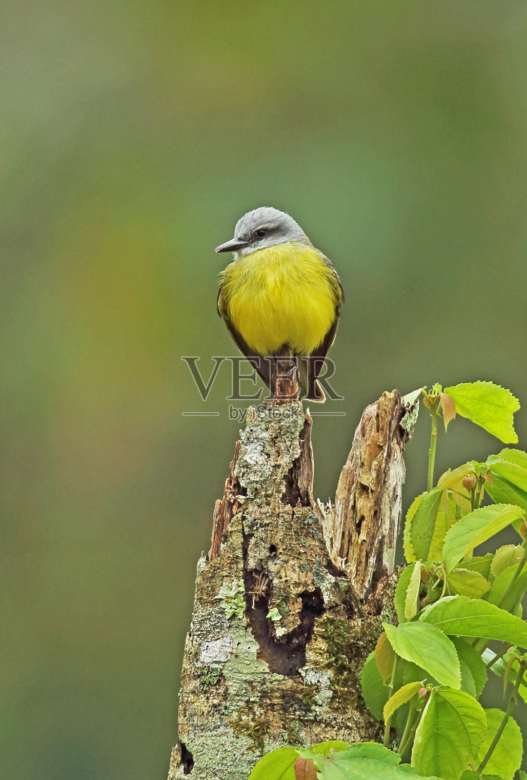 热带美洲食蜂鹟照片摄影图片