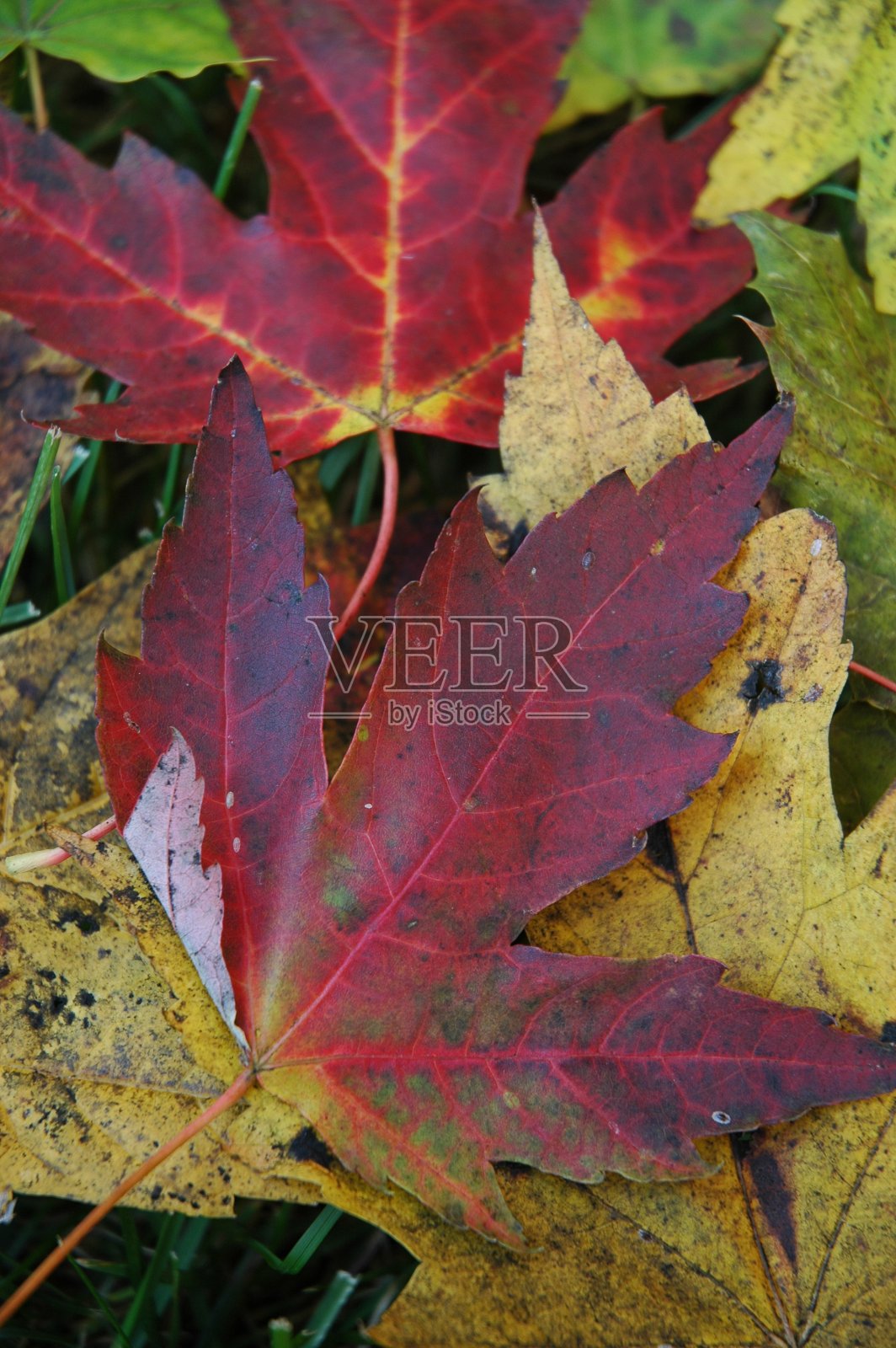 落叶在地上照片摄影图片