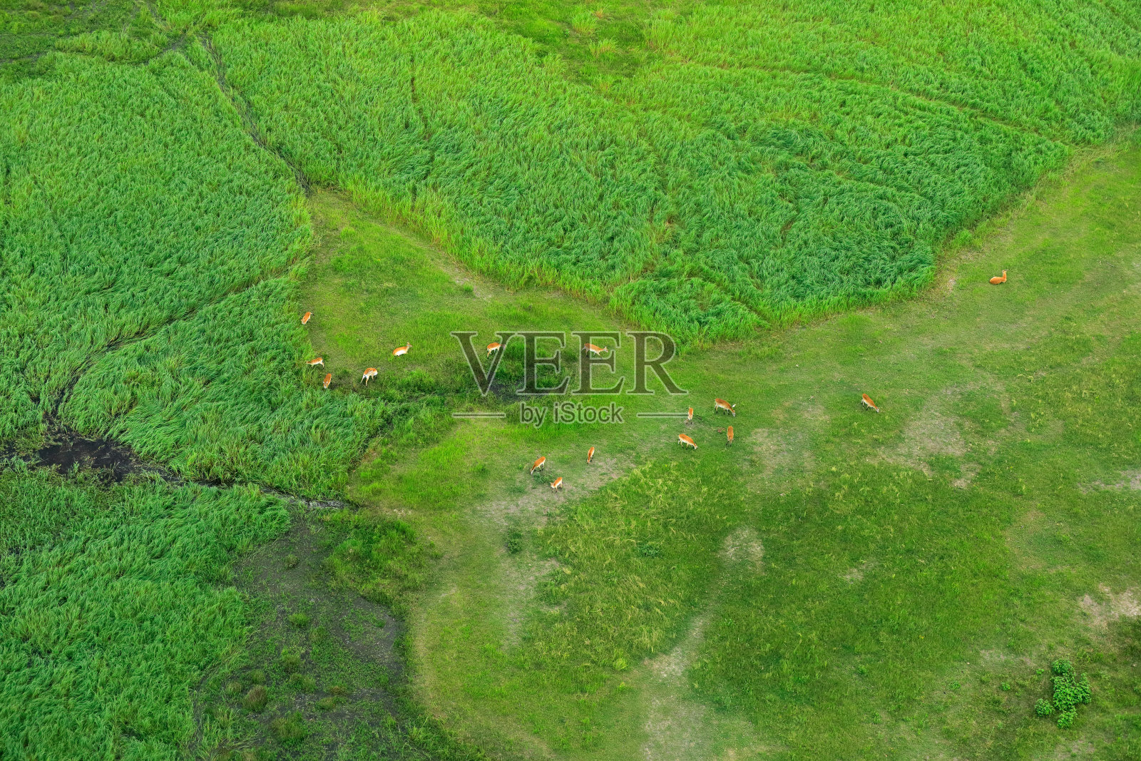 博茨瓦纳奥卡万戈三角洲的空中景观。湖泊和河流,从飞机上看。南非的绿色植被。雨季树木有水。照片摄影图片