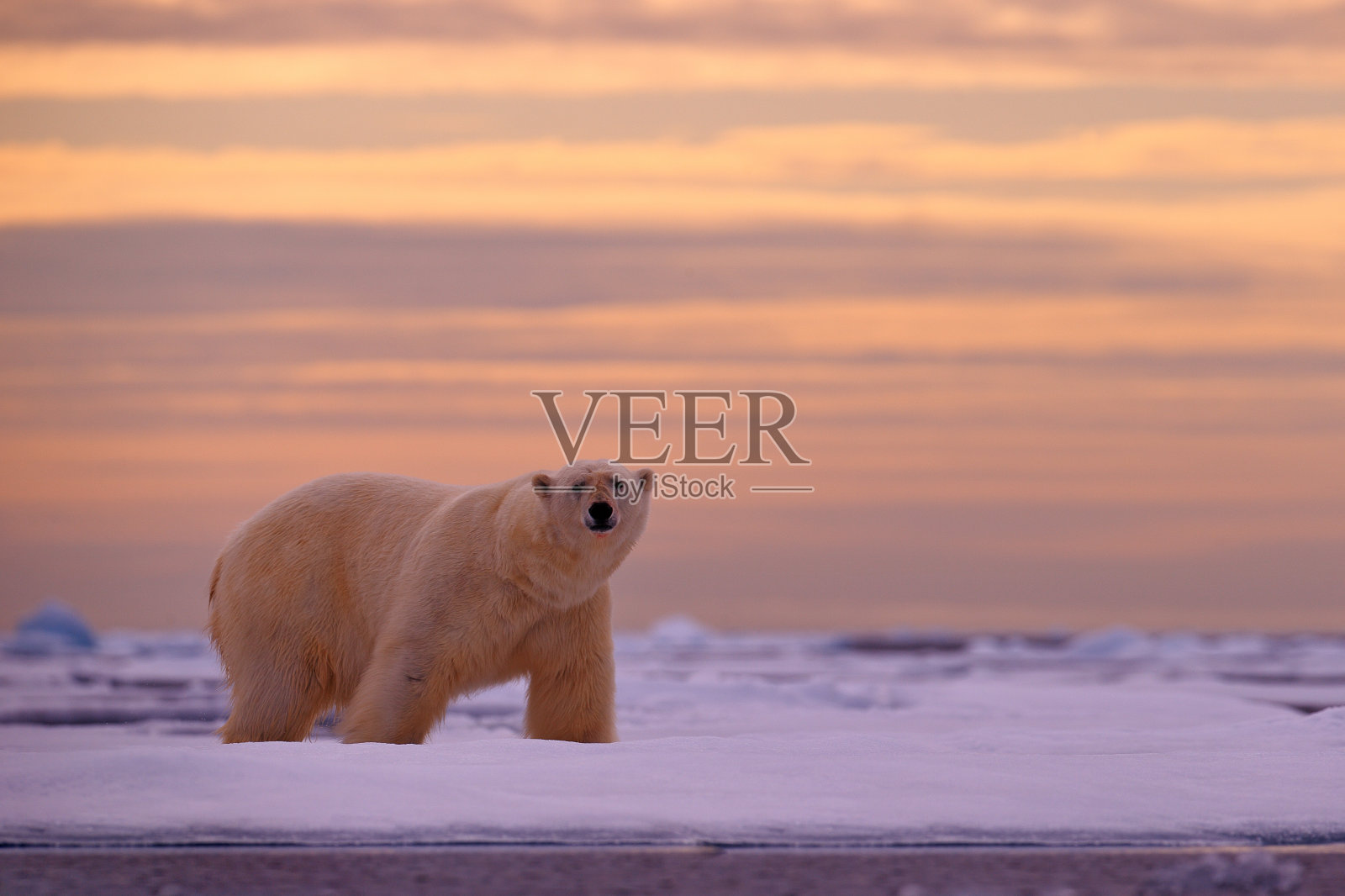 北极的北极熊日落。挪威斯瓦尔巴特群岛,一头熊在飘浮的冰雪上,夕阳为橘黄色。美丽的红天带着危险的动物,迎面走来。大自然的野生动物景象。照片摄影图片
