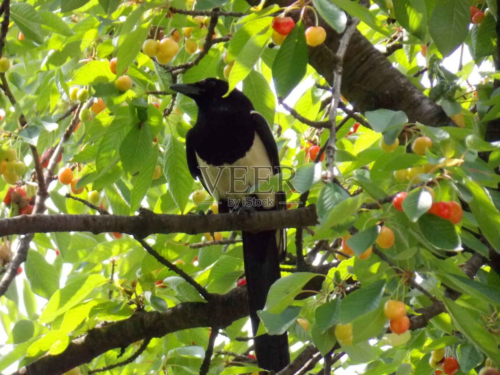 喜鹊在樱桃树上照片摄影图片