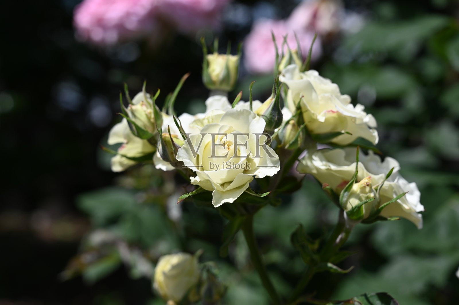 粉色玫瑰照片摄影图片