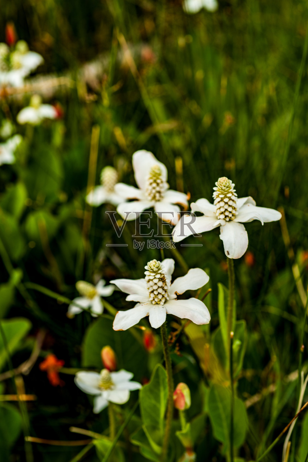 白色的野花在自然的背景下盛开着凉爽的绿叶照片摄影图片