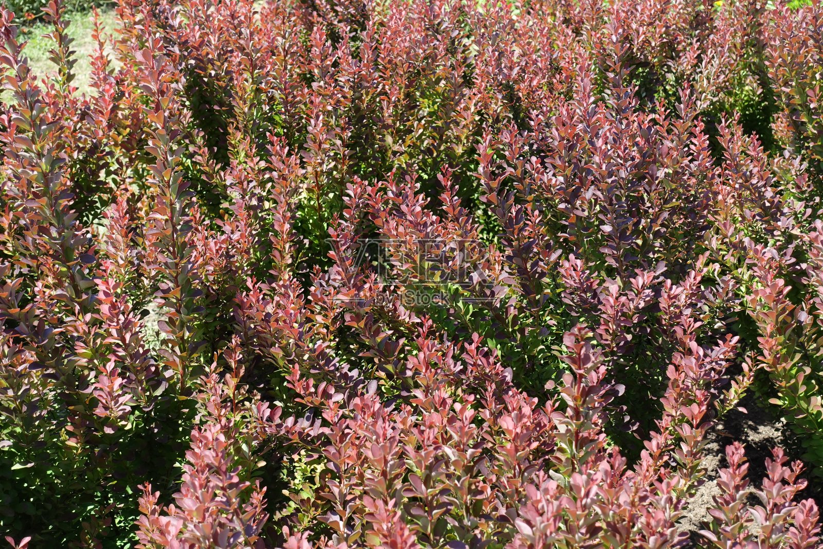 6月中旬,黄小檗(Berberis thunbergii atropurrea)鲜艳多彩的叶子照片摄影图片