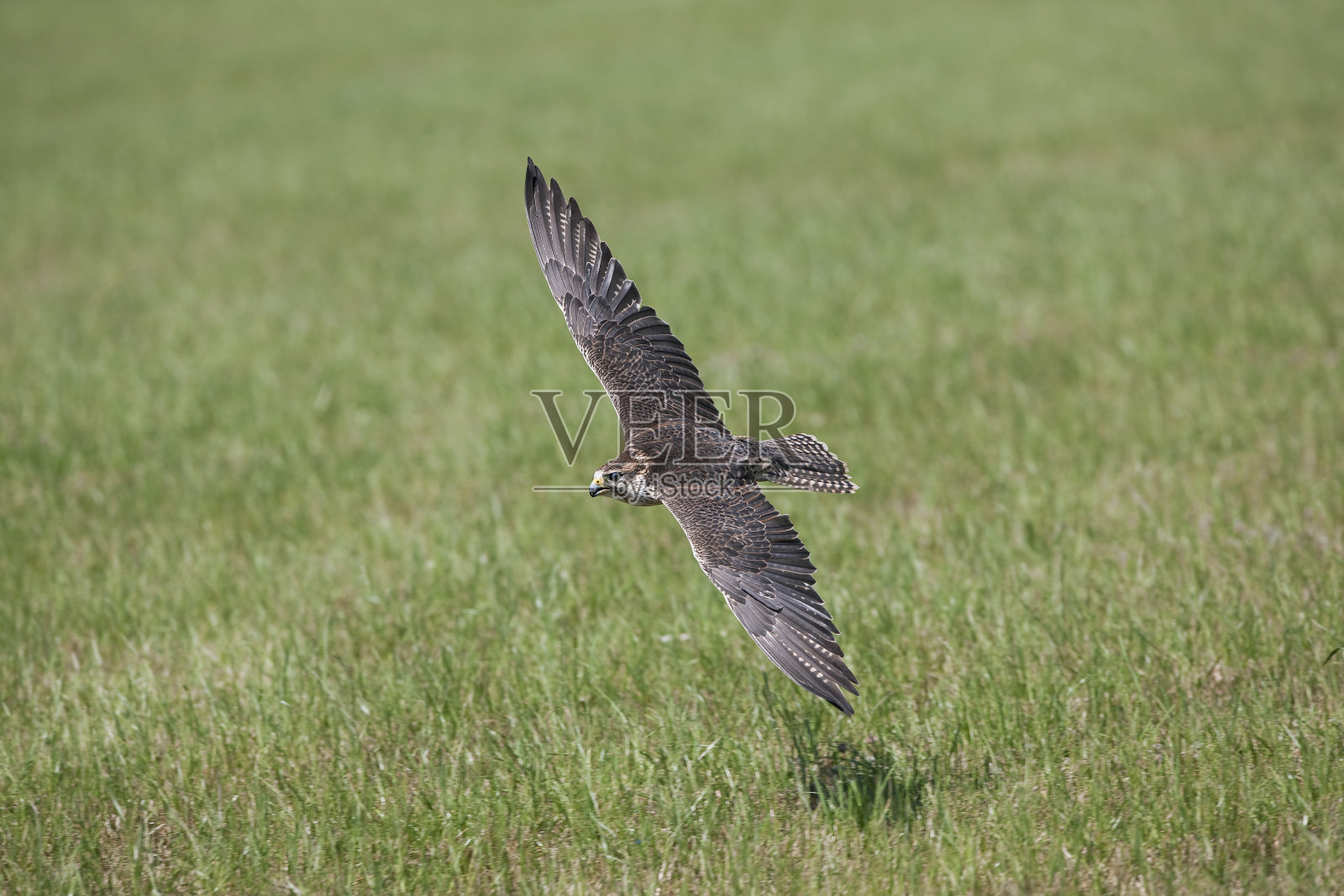 猎鹰,小鹰,飞行中的成人照片摄影图片