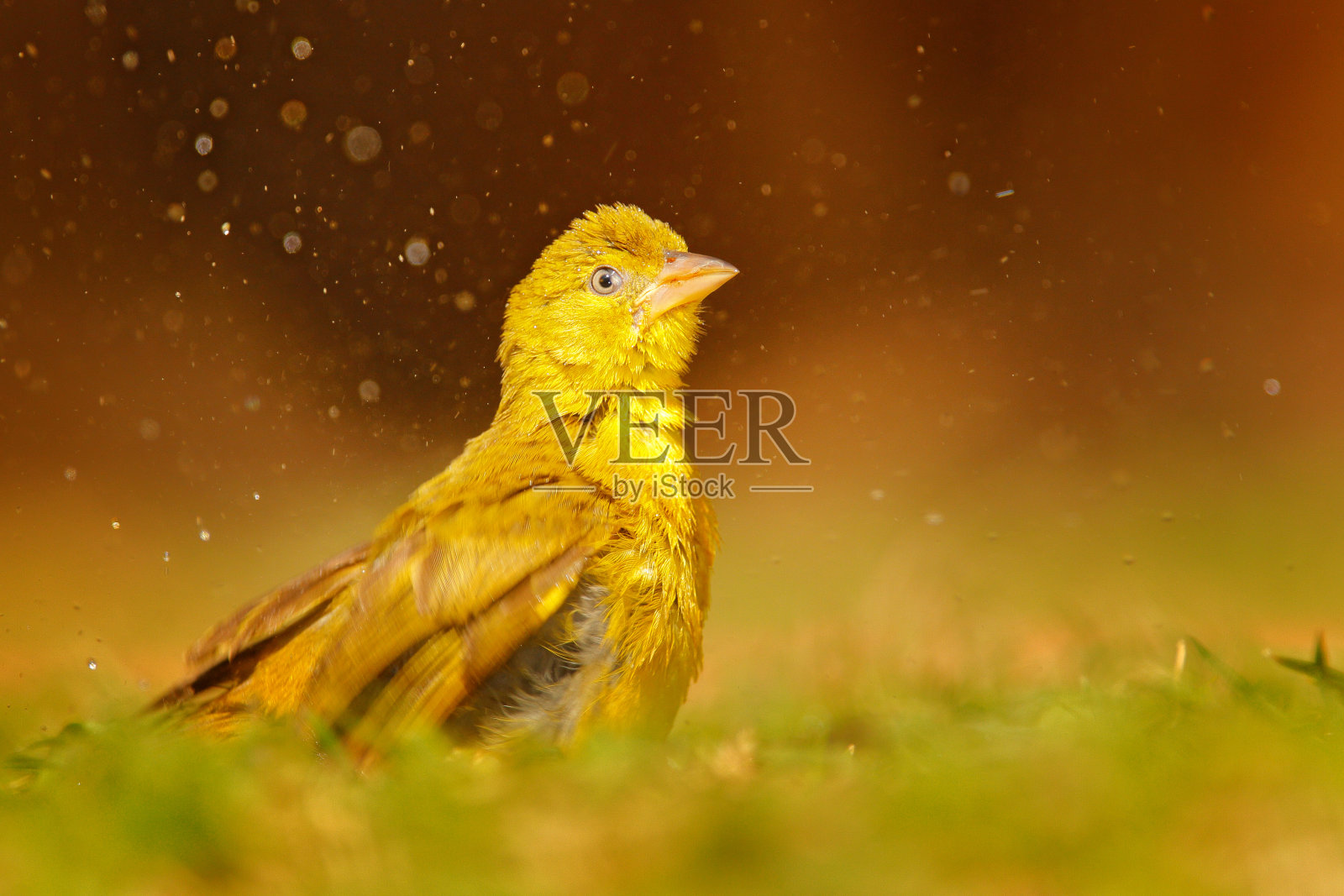 黄腹绿蜂,黄腹绿蜂,在水里飞溅的非洲歌鸟,绿色的夏季草,自然栖息地,丘比国家公园,博茨瓦纳,非洲照片摄影图片