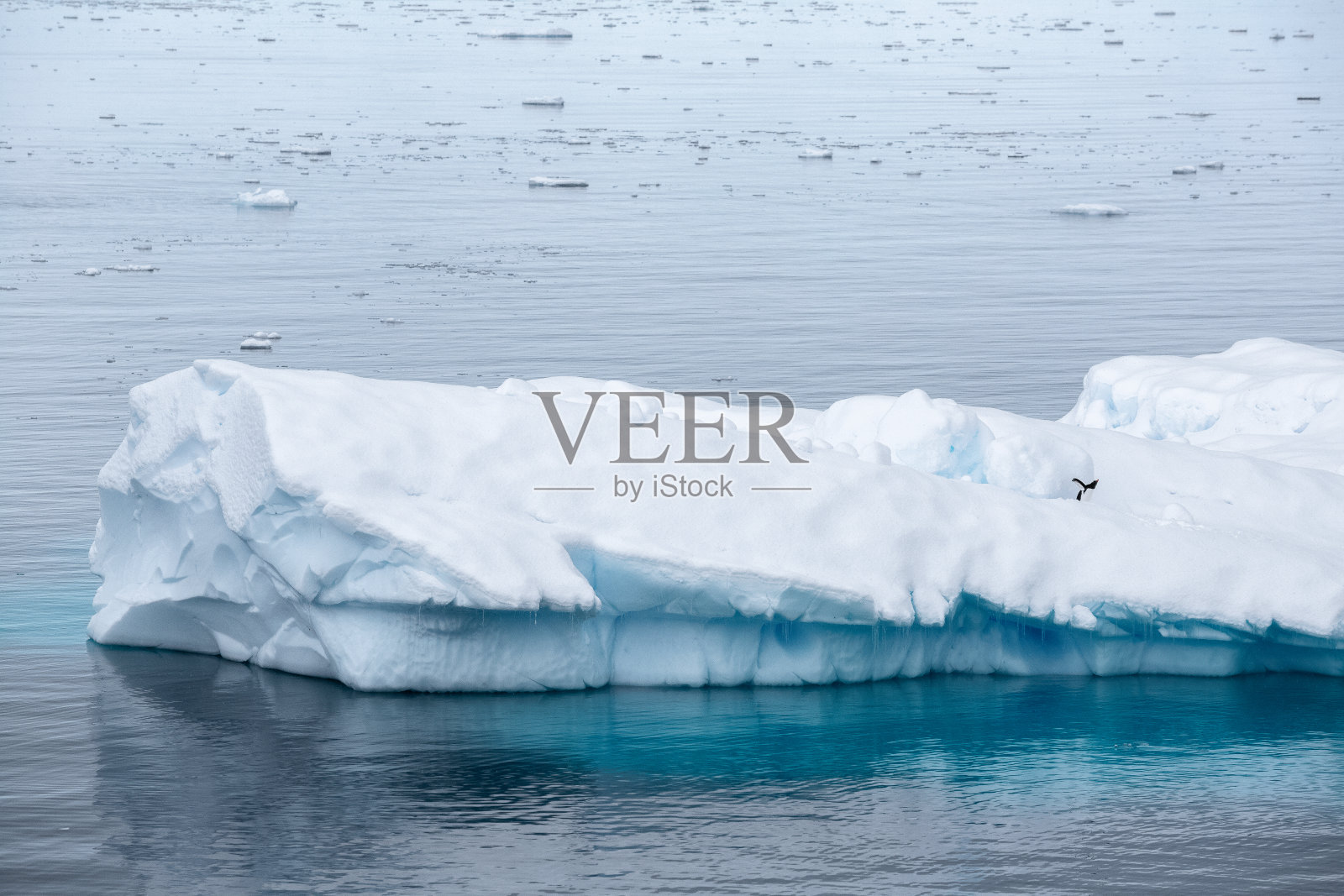 企鹅在冰上照片摄影图片