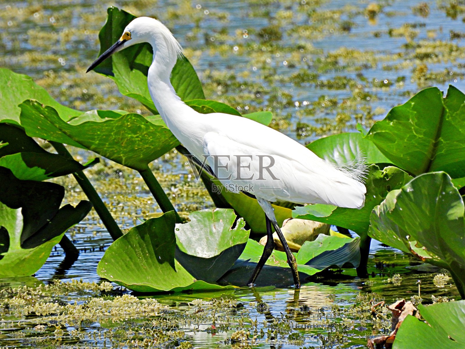 雪鹭(白鹭thula)在佛罗里达湖觅食照片摄影图片