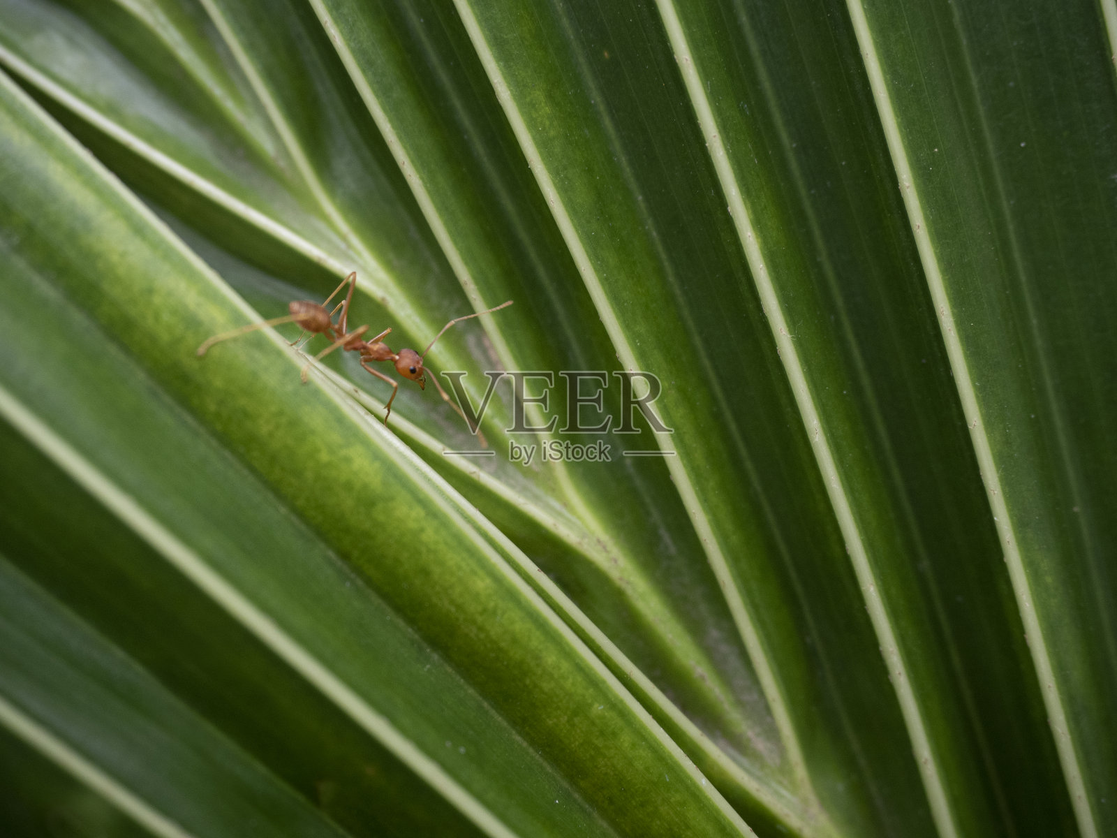 特写红色蚂蚁在绿叶上。照片摄影图片