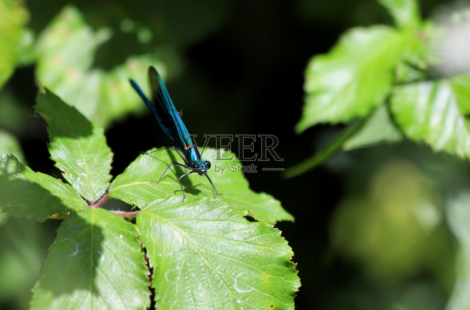 豆娘近距离照片摄影图片