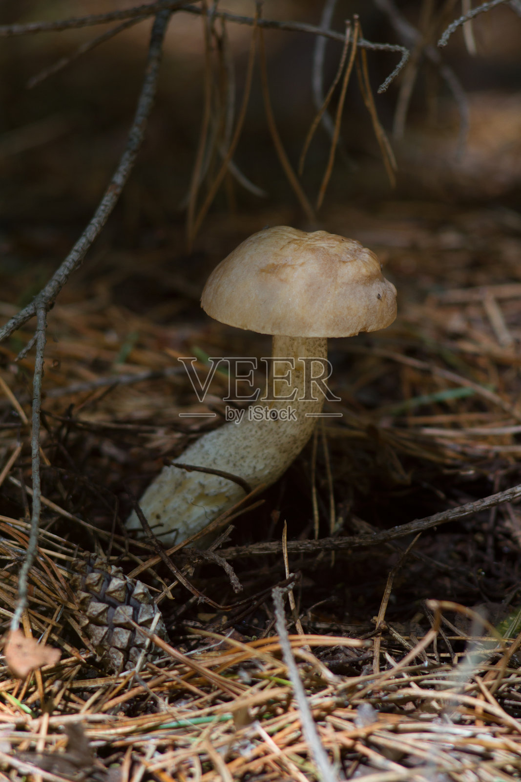 森林里的精采蘑菇照片摄影图片