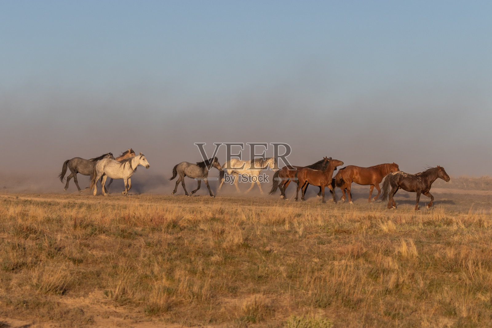 沙漠中的野马群照片摄影图片