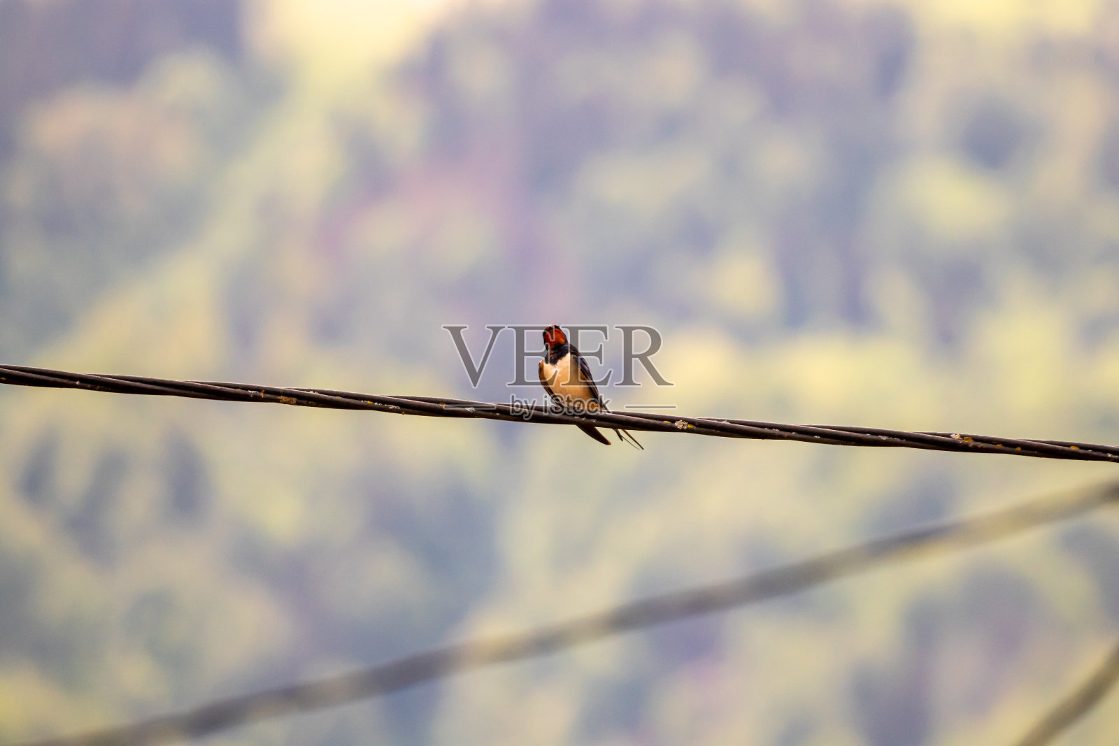 燕子趴在电缆上照片摄影图片