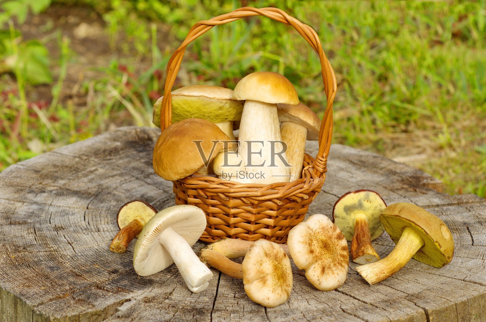 篮子里的蘑菇放在树桩上照片摄影图片