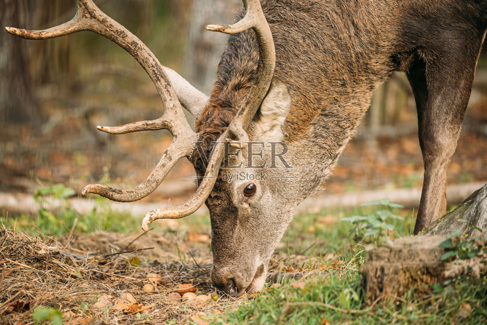 白俄罗斯。雄性欧洲马鹿或麋鹿在秋季森林里吃草。关闭鹿照片摄影图片