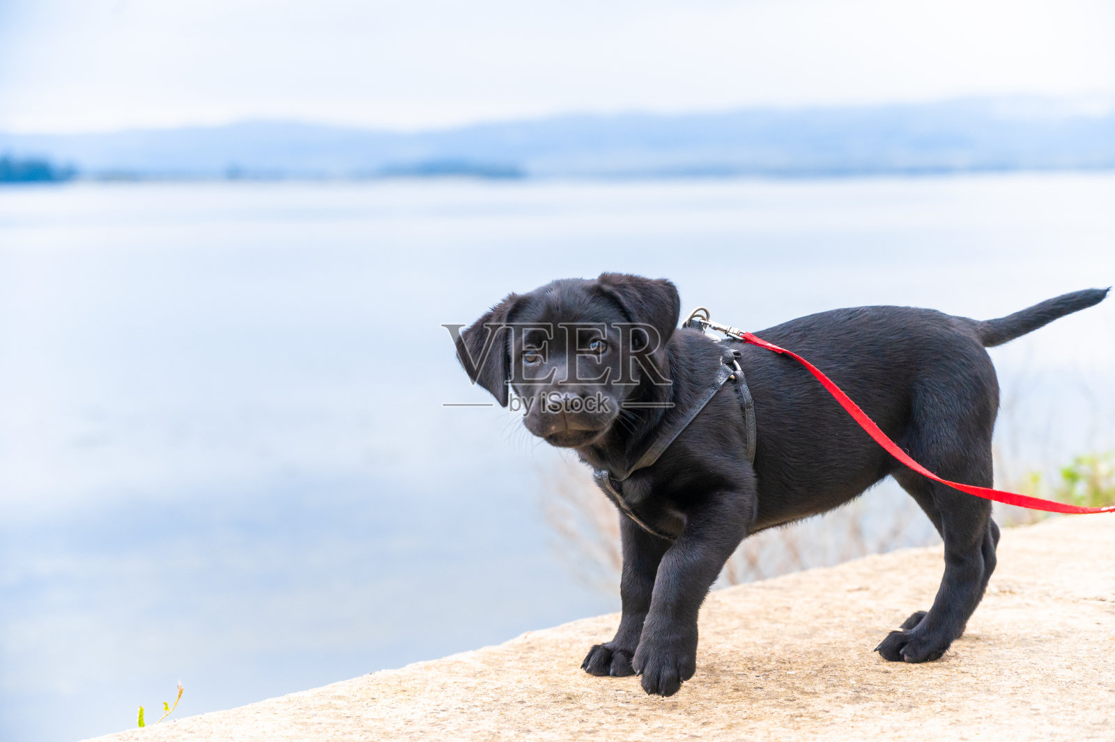 一只纯种的黑色拉布拉多猎犬在外面玩耍照片摄影图片