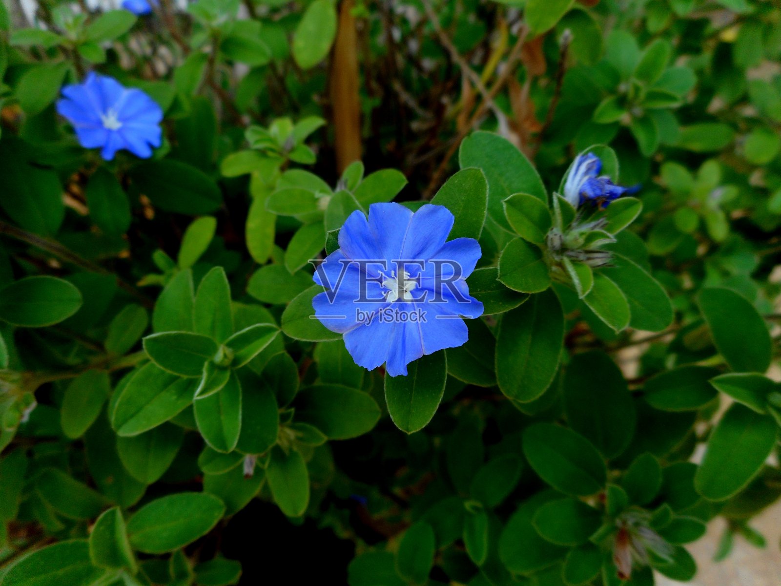 弗洛尔·阿祖尔津哈-埃沃卢斯·格洛梅拉图斯照片摄影图片
