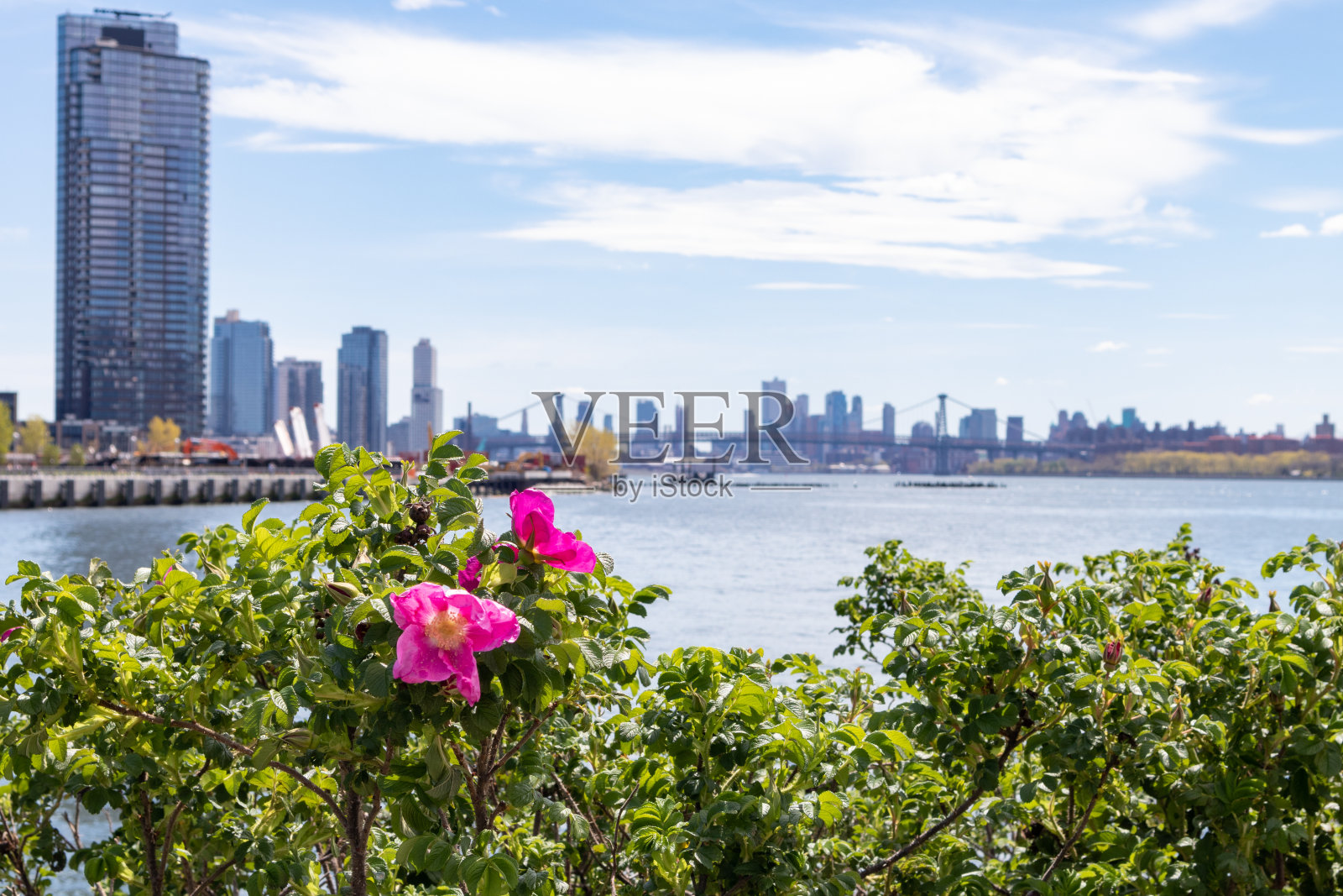 美丽的粉红色花沿东河在猎人点南公园在长岛市皇后区春天照片摄影图片