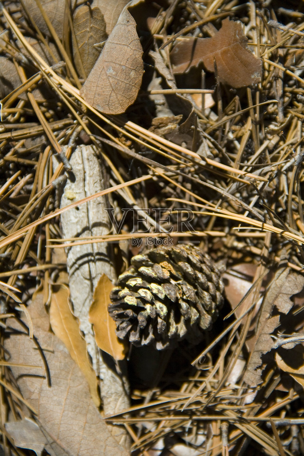 一棵树和大自然的纹理照片摄影图片