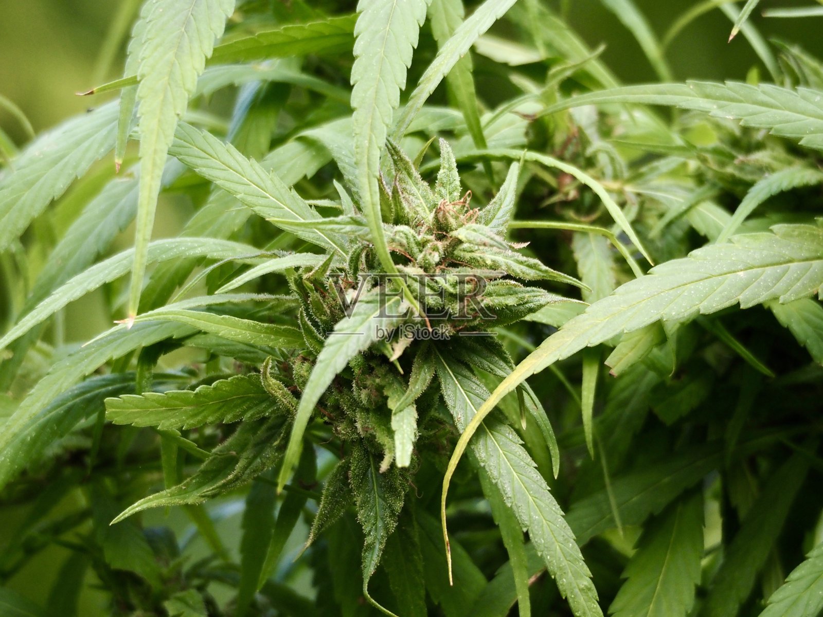 近距离种植大麻照片摄影图片