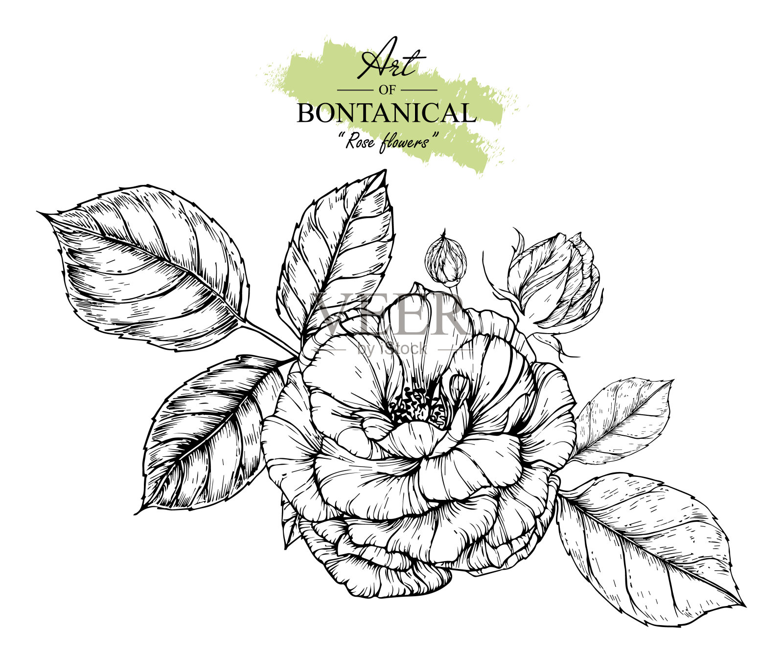 玫瑰花图纸。设计元素图片