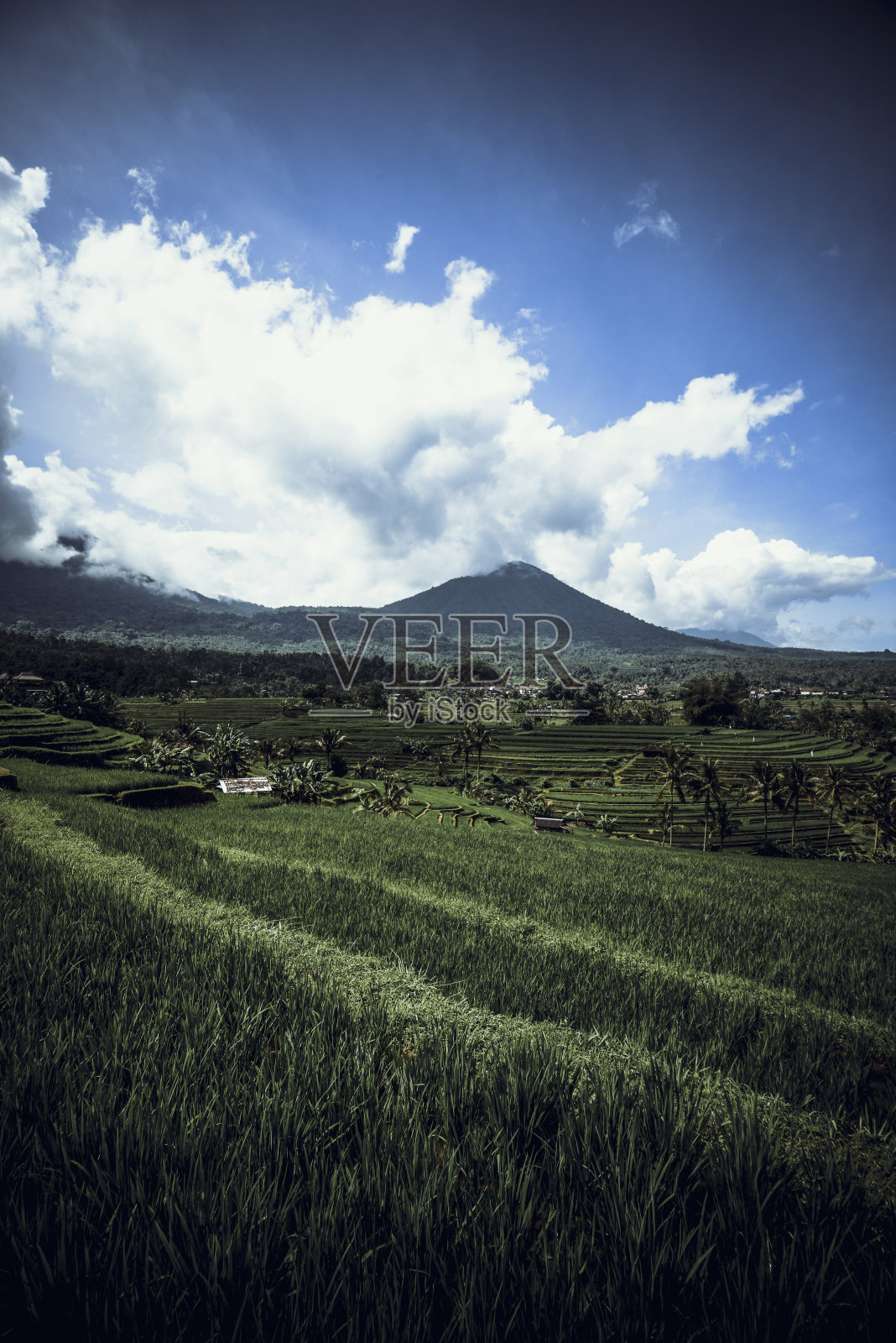 印度尼西亚巴厘岛的绿色稻田照片摄影图片