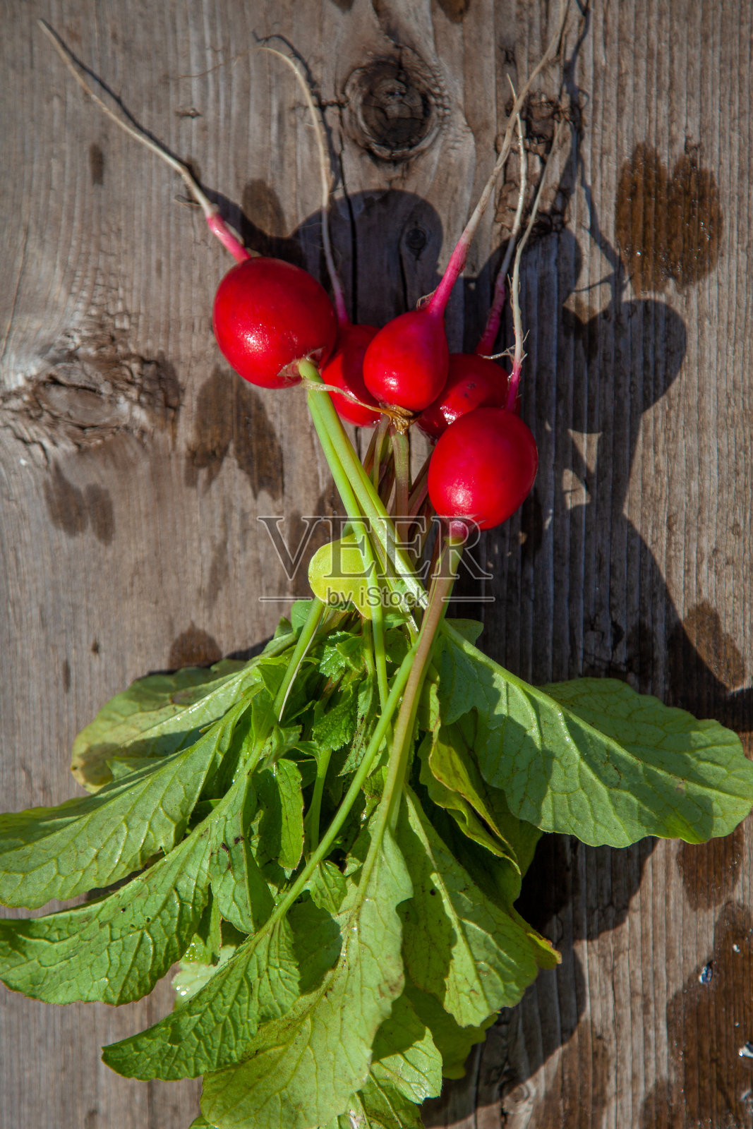 一堆刚摘下来的萝卜放在花园的长凳上照片摄影图片