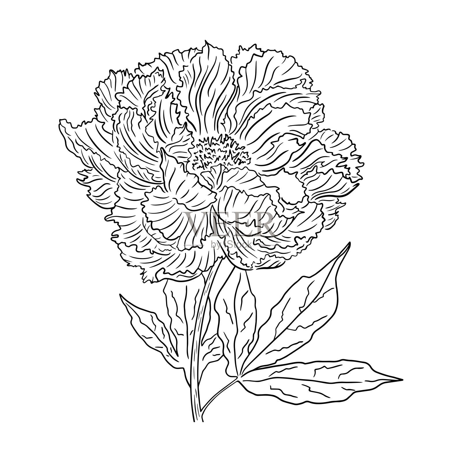 手绘插图上的一朵牡丹的茎。黑白矢量插图郁郁葱葱盛开的牡丹在白色的背景。设计元素图片