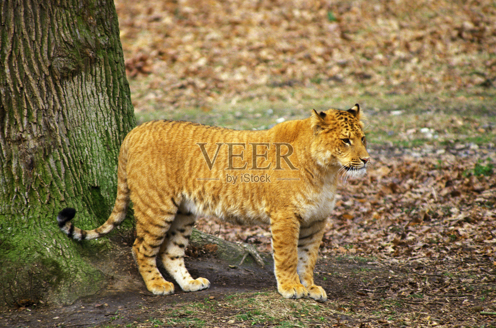 狮子狮,虎狮杂交,动物园照片摄影图片