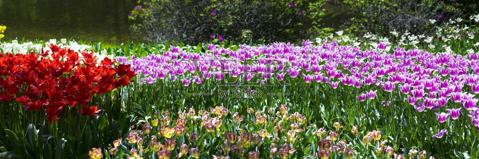 郁金香,春天,花园,照片摄影图片