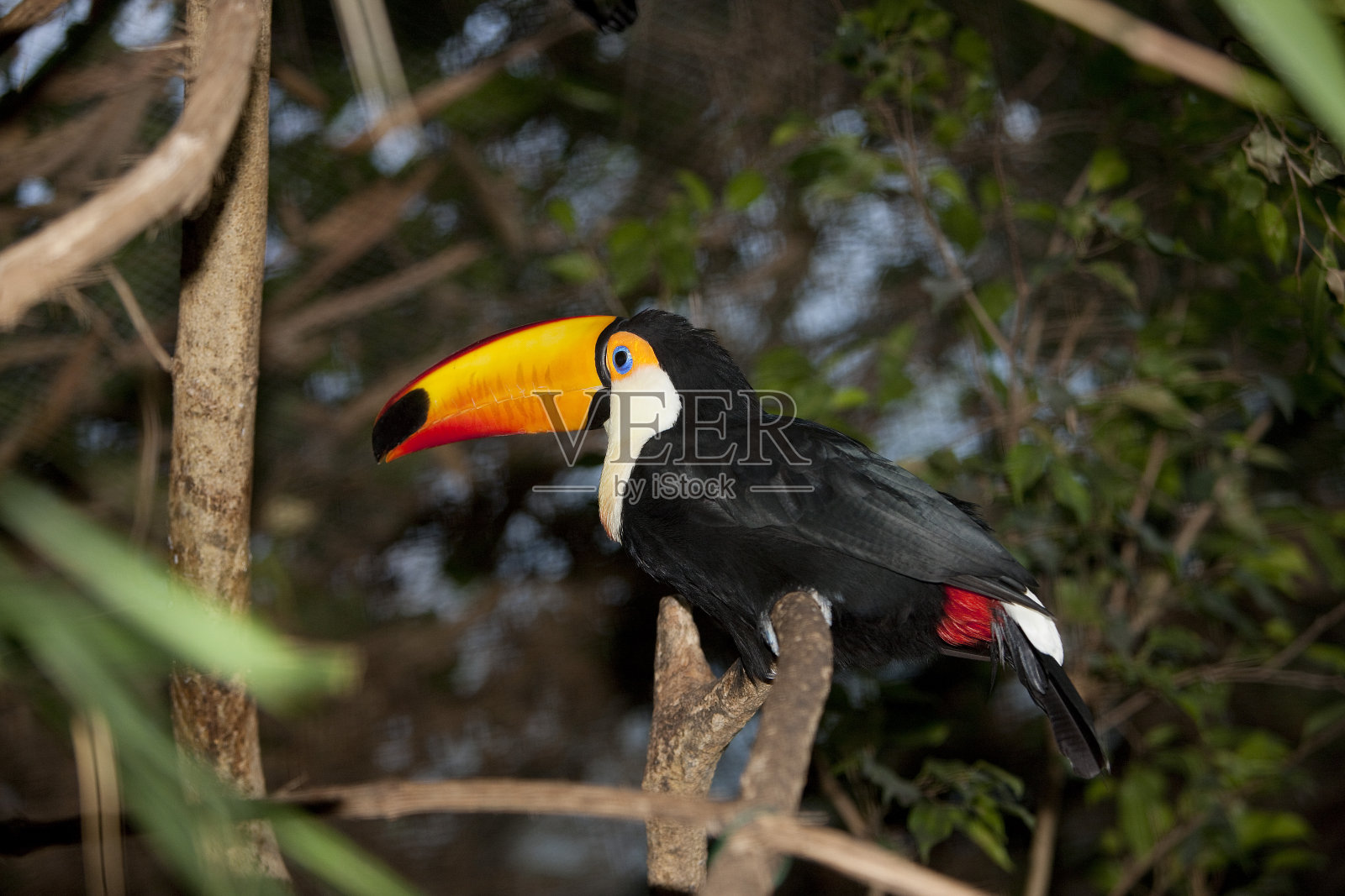 巨嘴鸟,巨嘴鸟,成年站在树枝上照片摄影图片