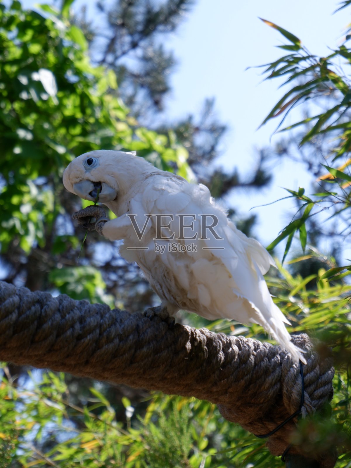 鹦鹉站在国家公园的树上照片摄影图片