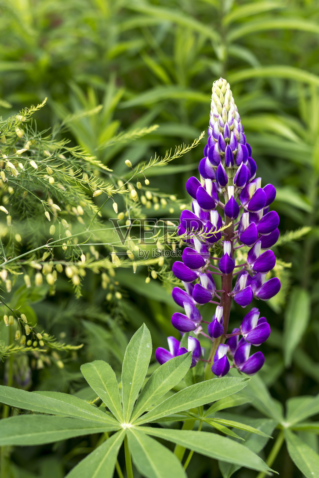 蓝色羽扇豆。草地上开着一朵紫色的小花照片摄影图片