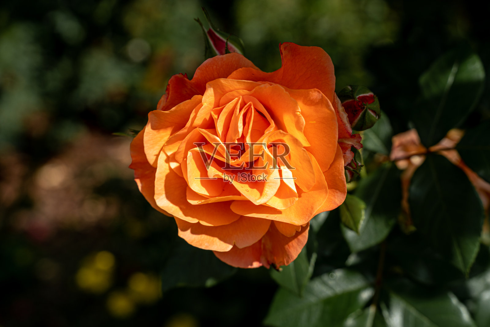 花园里美丽的橙黄色玫瑰和天然绿叶照片摄影图片