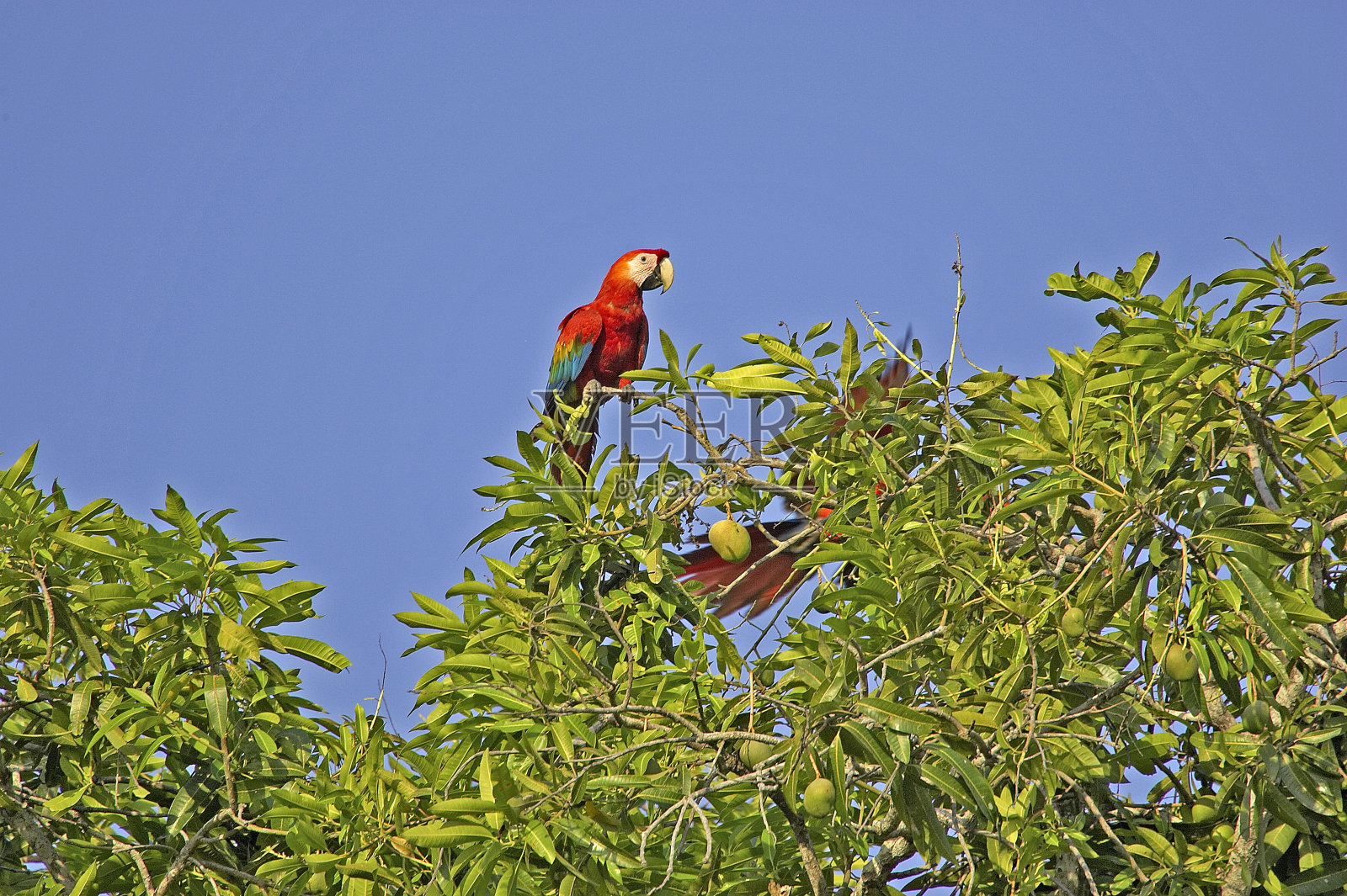 猩红金刚鹦鹉,ara澳门,一对栖息在委内瑞拉洛斯利亚诺斯芒果树上照片摄影图片