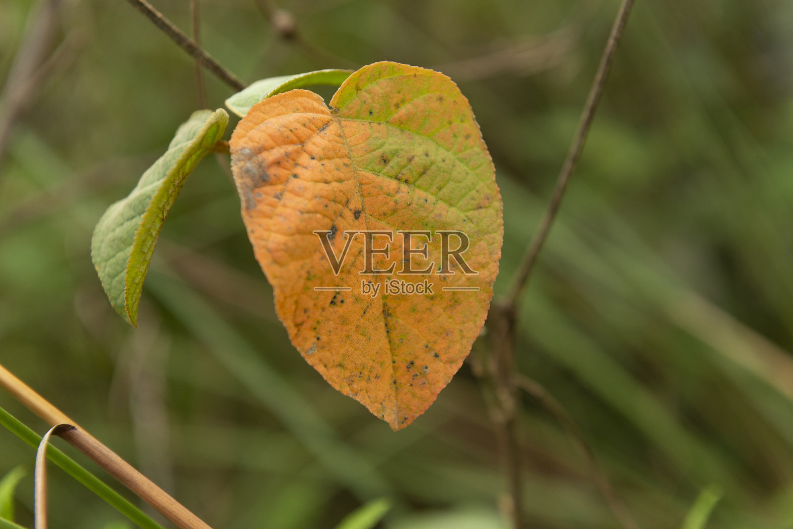 大西洋森林-巴西照片摄影图片