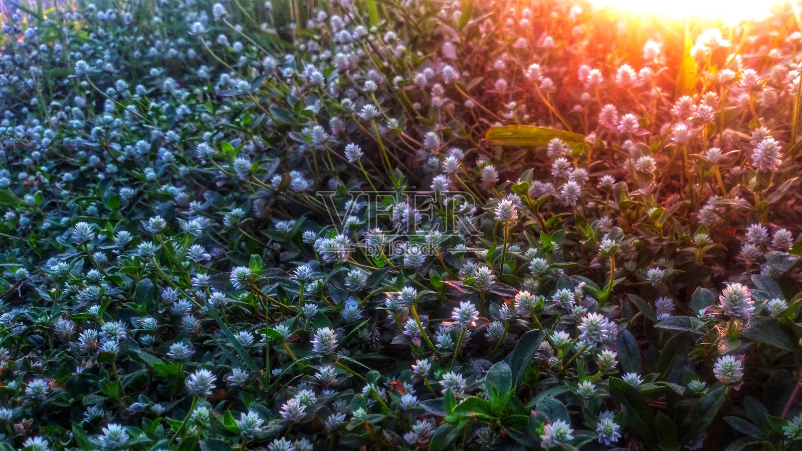 日出照片摄影图片