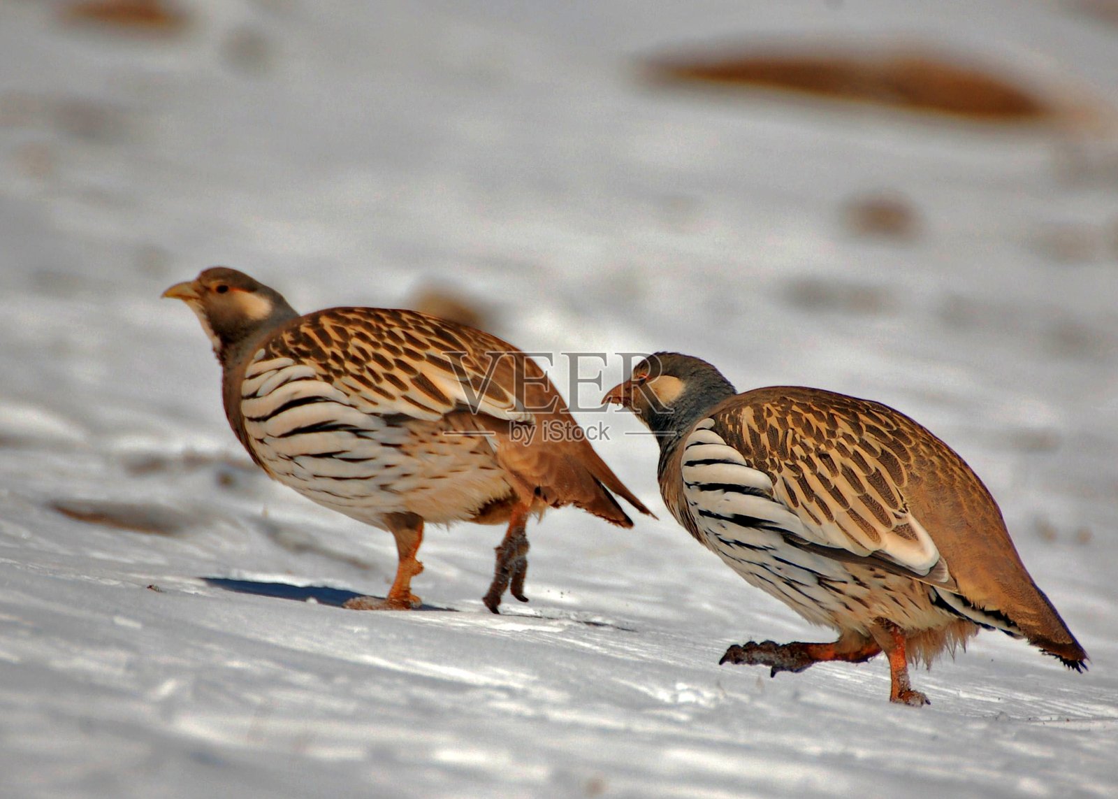 西藏雪鸡在冬天照片摄影图片