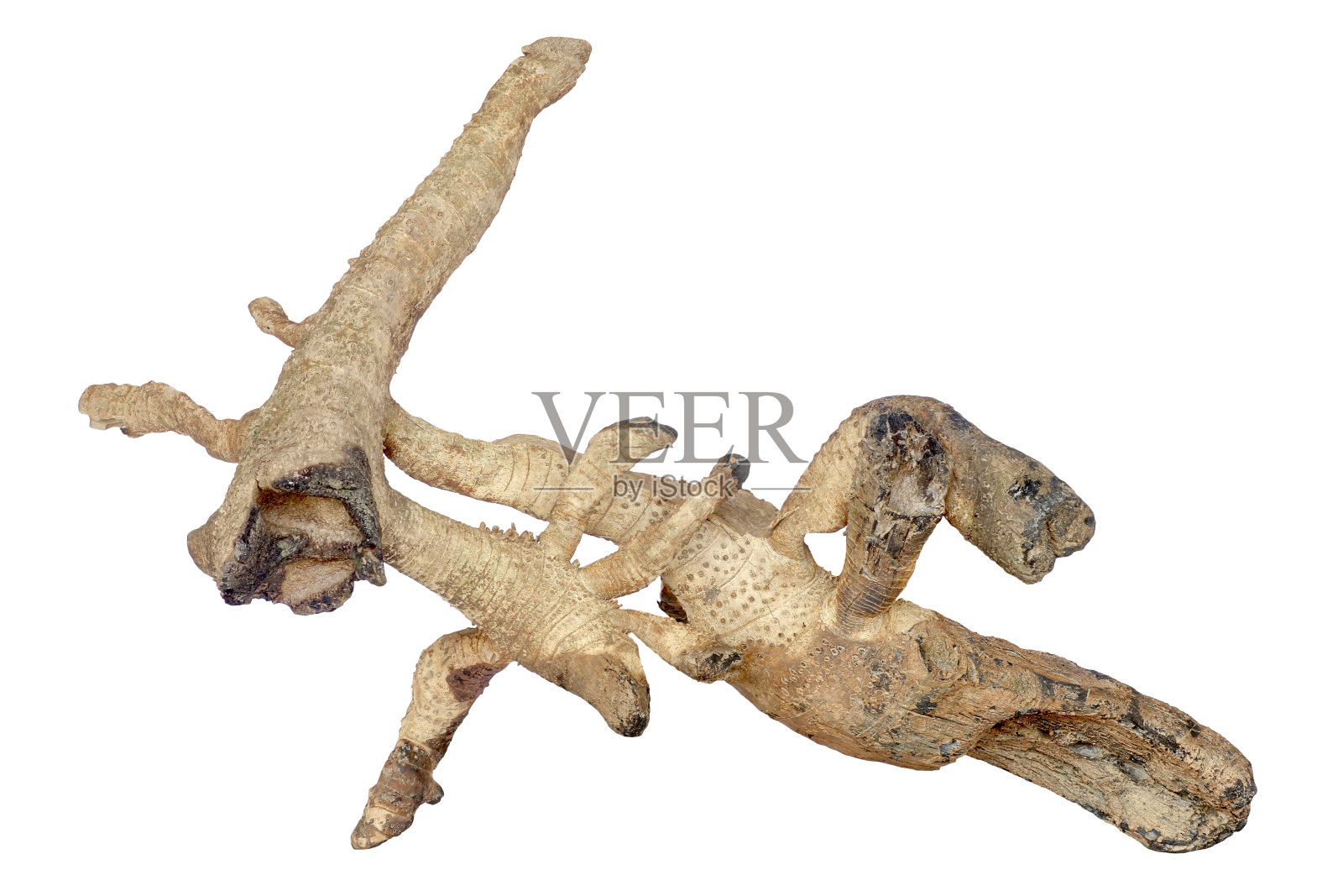 在白色背景上孤立的干竹根照片摄影图片