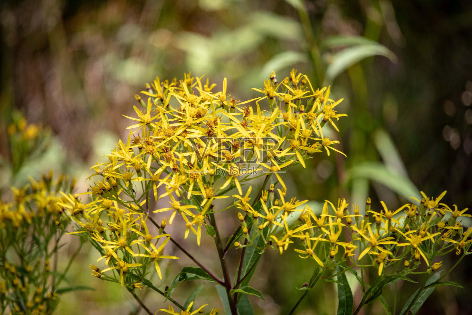 一种蛱蝶,蛱蝶科,在黄花上。重点是花和蝴蝶。这背景焦距差了照片摄影图片