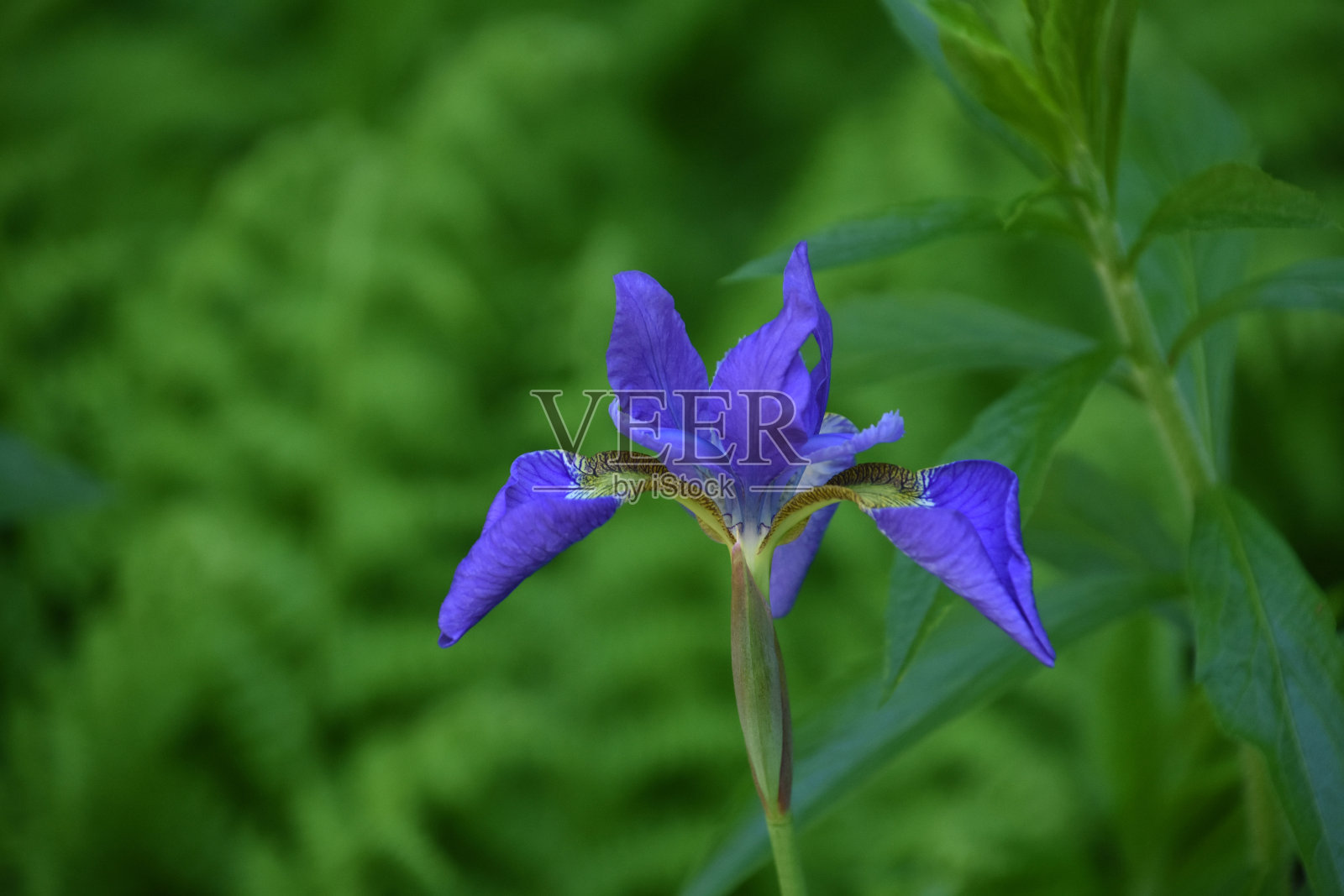 美丽的花紫色的西伯利亚鸢尾开花照片摄影图片