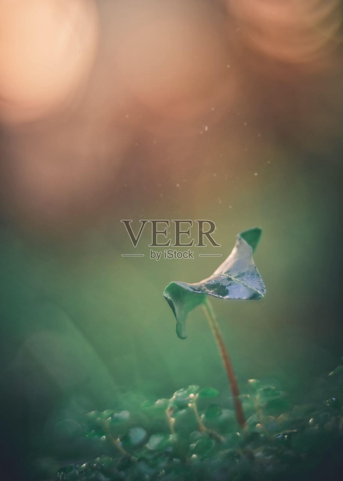 一个绿色的叶子常青藤叶子接近宏观上的绿色和橙色的背景照片摄影图片