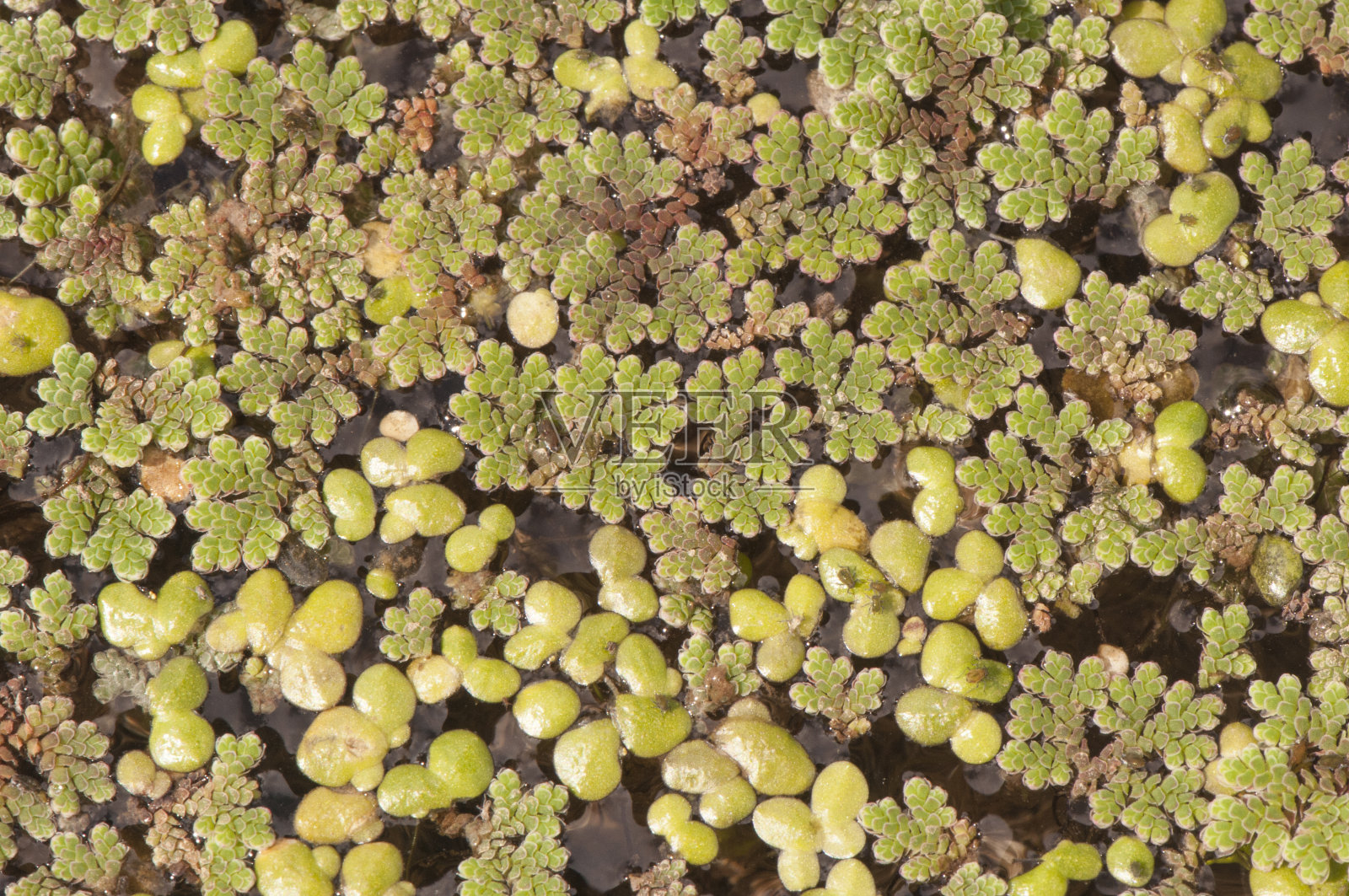 浮萍一种浮萍,生长在停滞和富营养化的水体中照片摄影图片