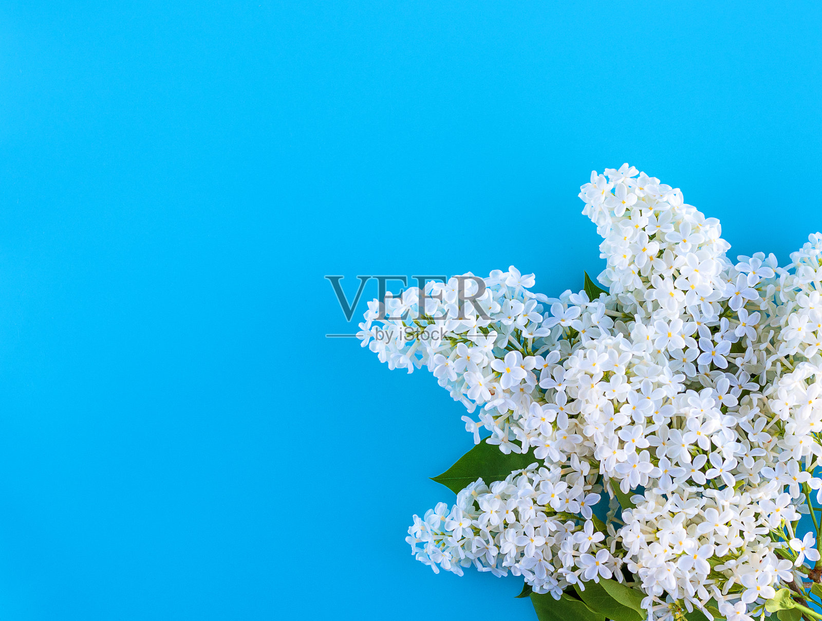 蓝色背景上盛开的白色丁香。平的。copyspase照片摄影图片