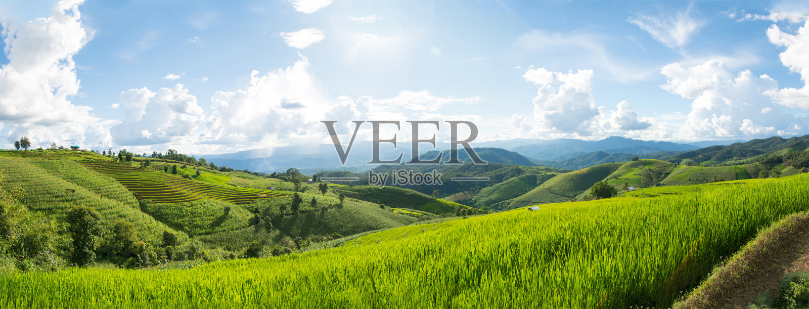 全景图:泰国清迈Pa Pong Piang梯田上的绿色稻田,以山为背景照片摄影图片