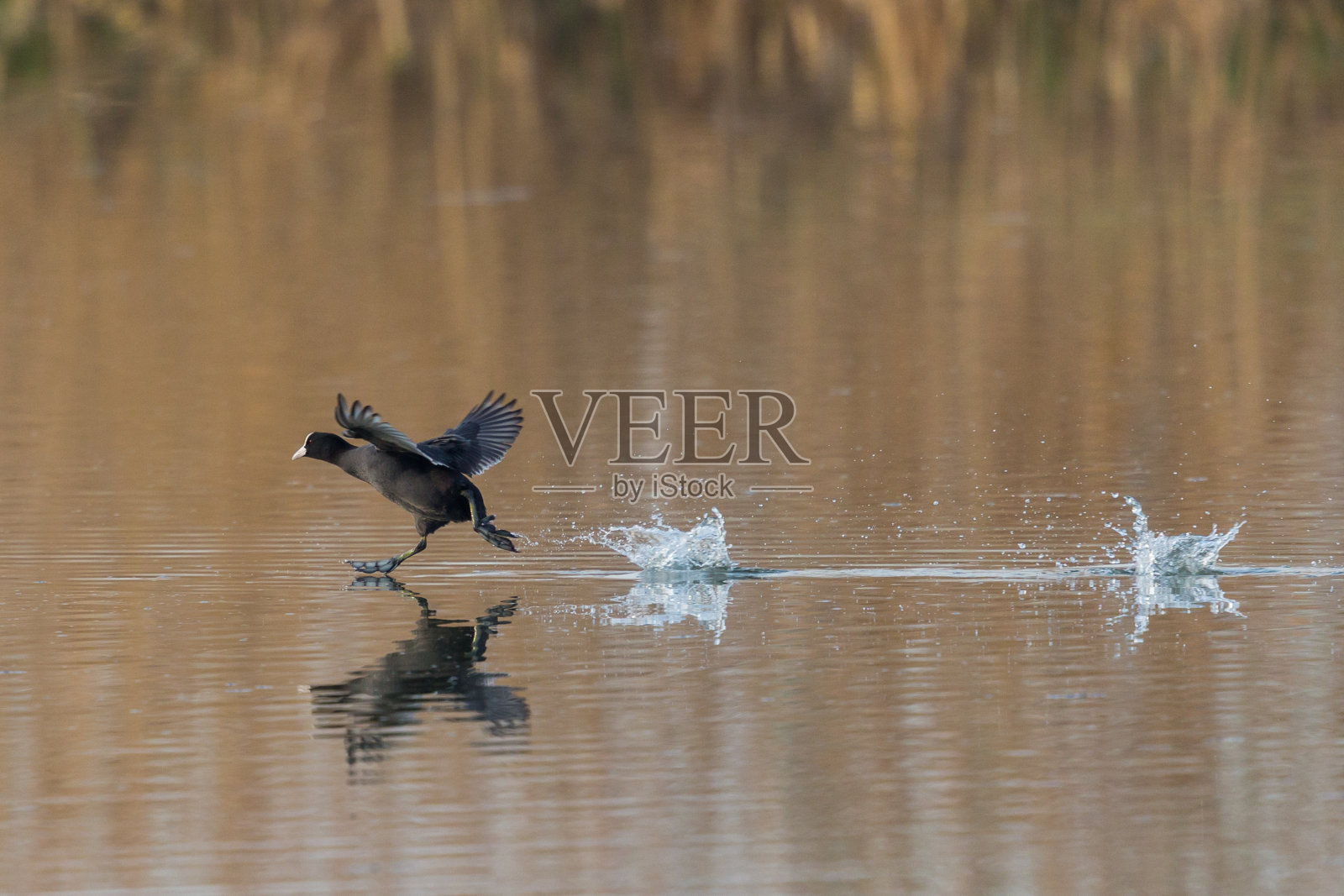 镜像黑白骨顶(fulica atra)运行在水面上照片摄影图片