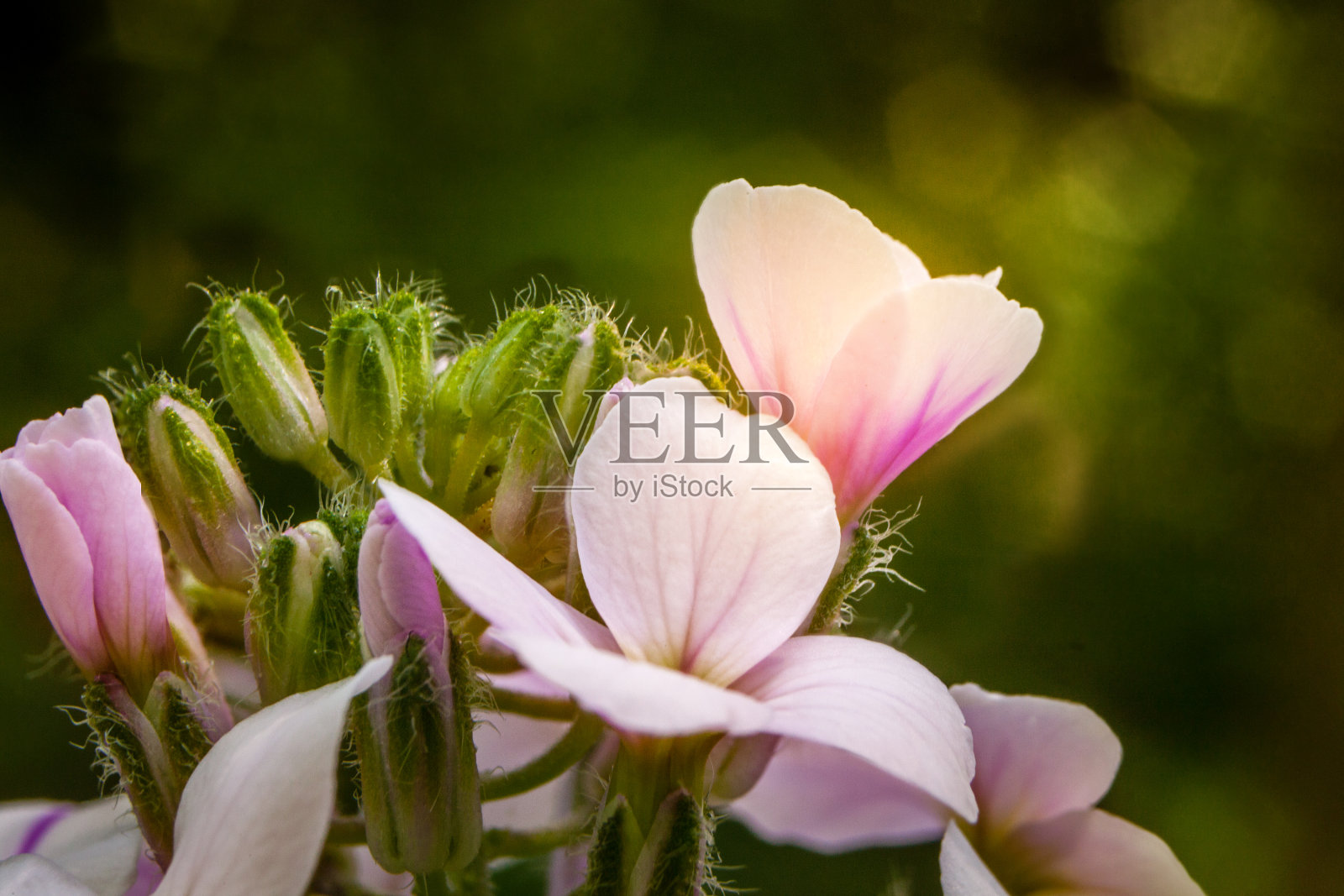 粉色的野花照片摄影图片