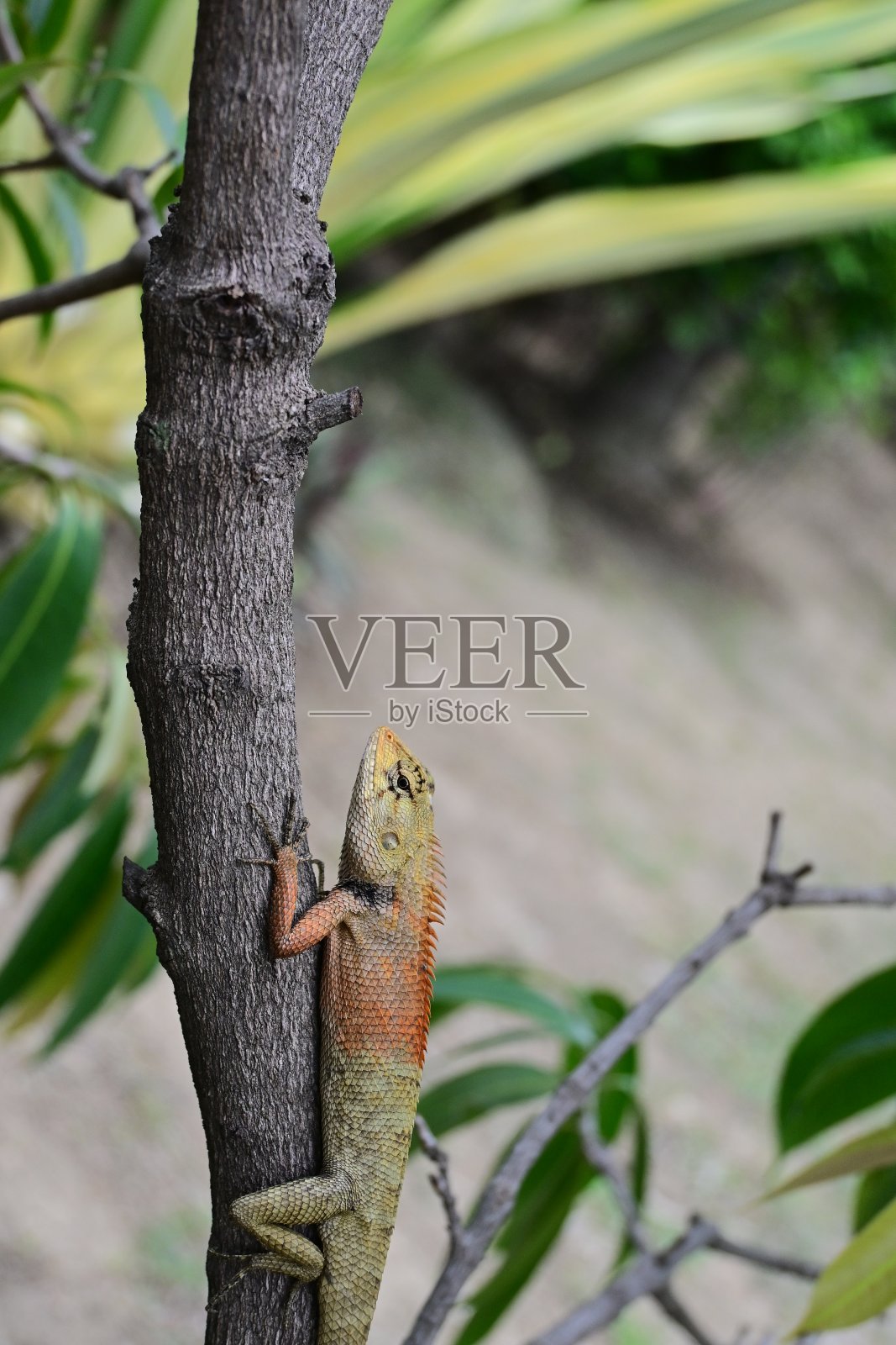 五颜六色的蜥蜴,鬣蜥,壁虎,石龙子,泰国照片摄影图片